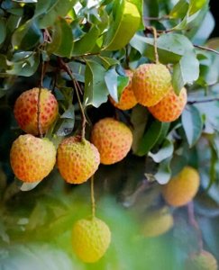 ​一个赛一个贵，80一斤的桂味680一斤的冰荔 这些天价荔枝你见过吗