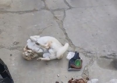 ​安徽民警抓获两名偷狗贼，狗狗尸体僵硬无比！毒狗药有多危险？