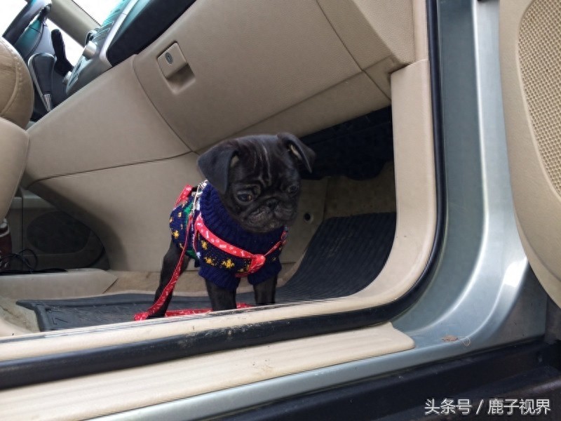 32张有趣的动物照片，记得不要吝啬你的微笑哦！