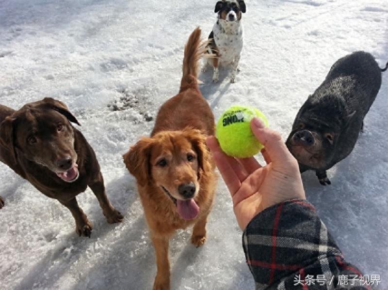 32张有趣的动物照片，记得不要吝啬你的微笑哦！