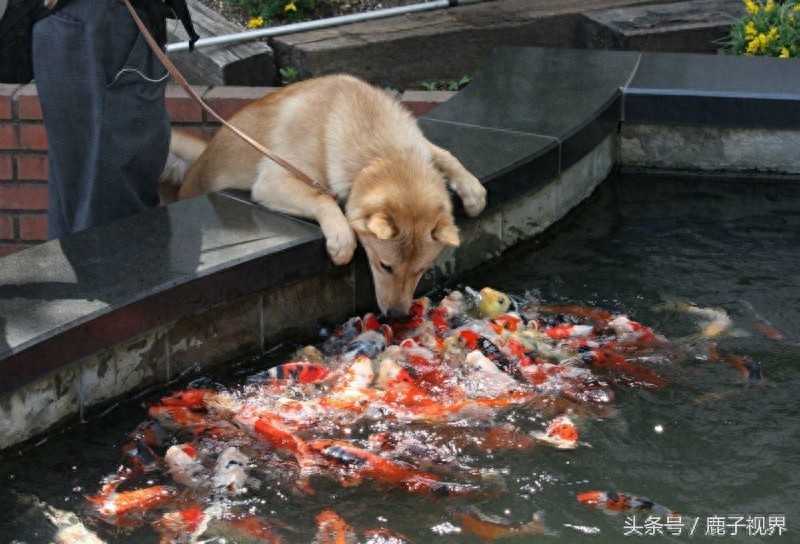 32张有趣的动物照片，记得不要吝啬你的微笑哦！