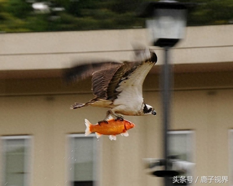 32张有趣的动物照片，记得不要吝啬你的微笑哦！