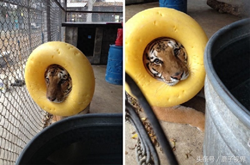 32张有趣的动物照片，记得不要吝啬你的微笑哦！