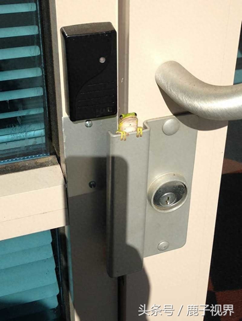 32张有趣的动物照片，记得不要吝啬你的微笑哦！