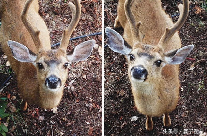 32张有趣的动物照片，记得不要吝啬你的微笑哦！