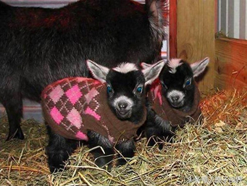 32张有趣的动物照片，记得不要吝啬你的微笑哦！