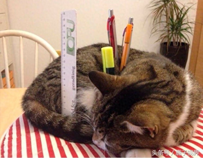 32张有趣的动物照片，记得不要吝啬你的微笑哦！