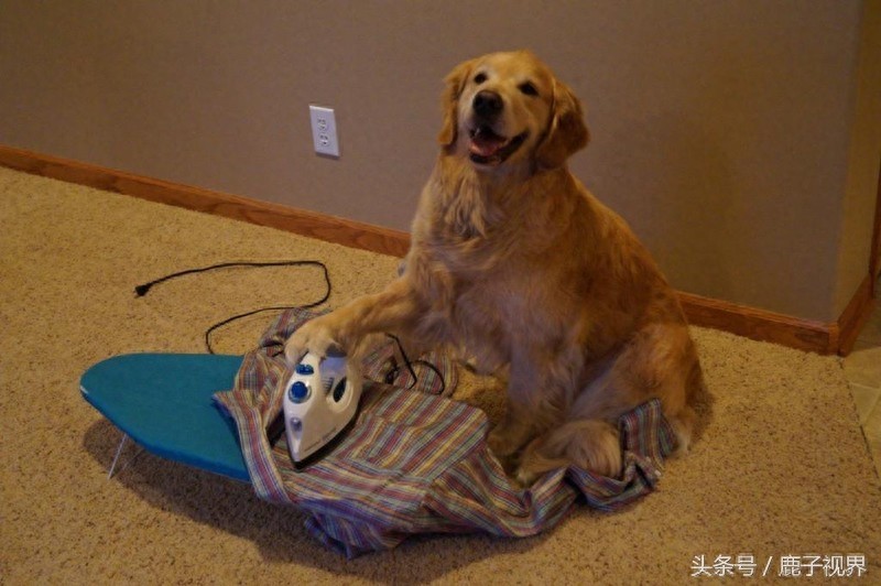 32张有趣的动物照片，记得不要吝啬你的微笑哦！