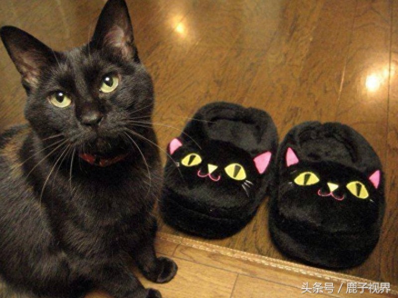 32张有趣的动物照片，记得不要吝啬你的微笑哦！