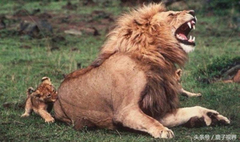 32张有趣的动物照片，记得不要吝啬你的微笑哦！