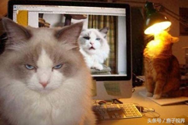 32张有趣的动物照片，记得不要吝啬你的微笑哦！