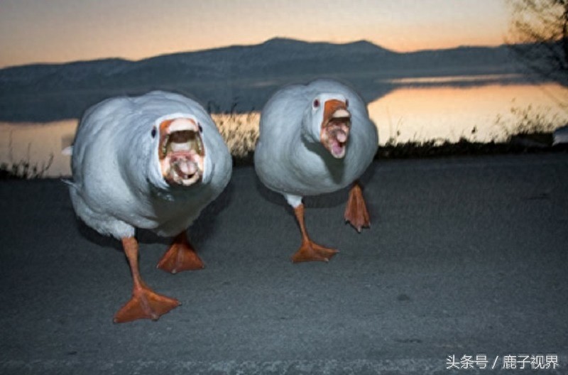 32张有趣的动物照片，记得不要吝啬你的微笑哦！