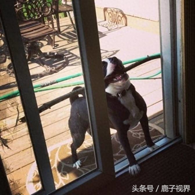 32张有趣的动物照片，记得不要吝啬你的微笑哦！