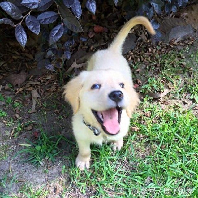 32张有趣的动物照片，记得不要吝啬你的微笑哦！