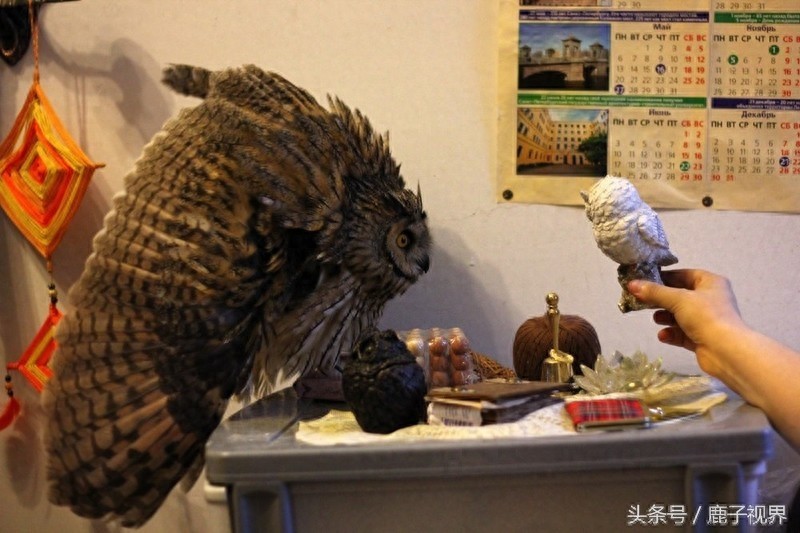 32张有趣的动物照片，记得不要吝啬你的微笑哦！