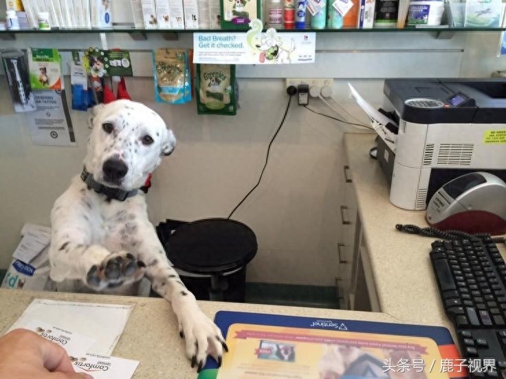 32张有趣的动物照片，记得不要吝啬你的微笑哦！