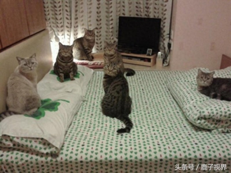 32张有趣的动物照片，记得不要吝啬你的微笑哦！