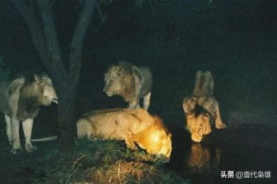 ​西街雄狮联盟统治后期遇到的困难和挑战